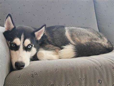 husky collie mix temperament.